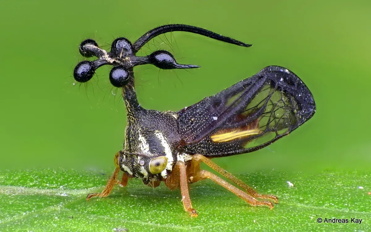 Brazilian treehopper