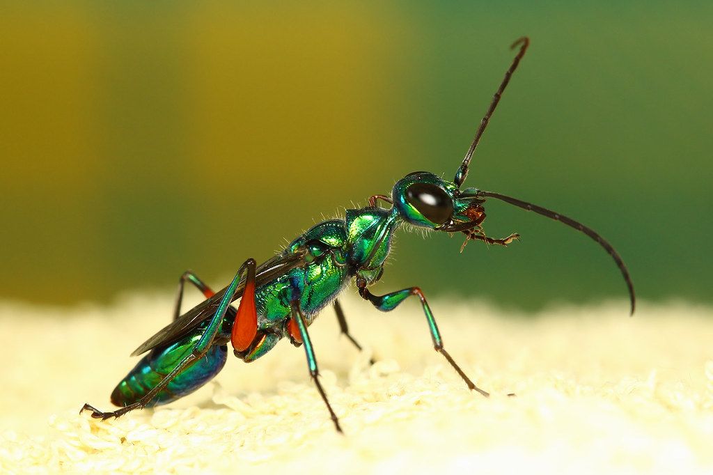 Emerald cockroach wasp