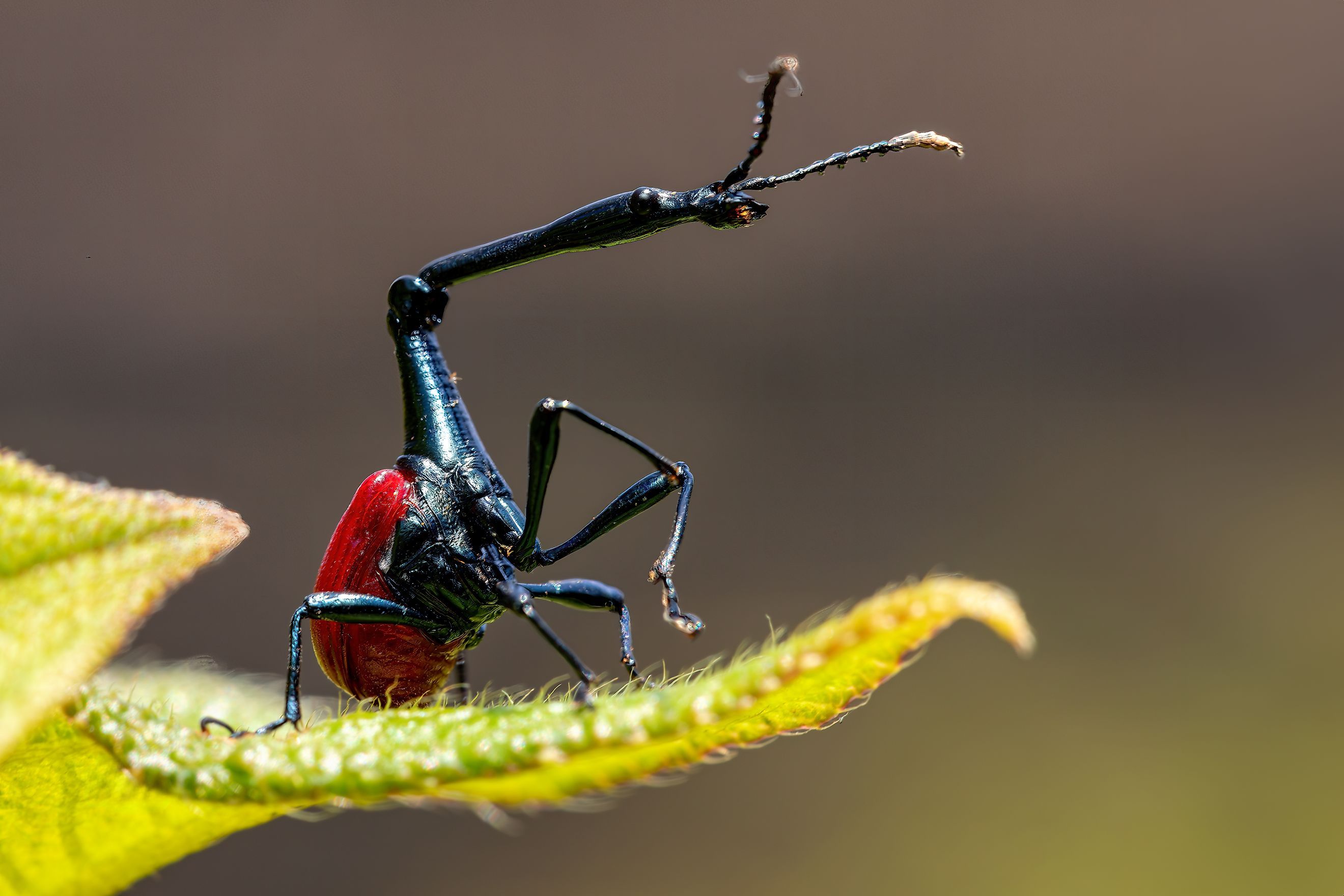 Giraffe weevil