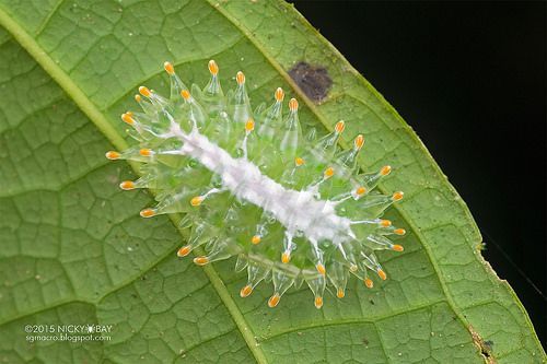 Jewel caterpillar