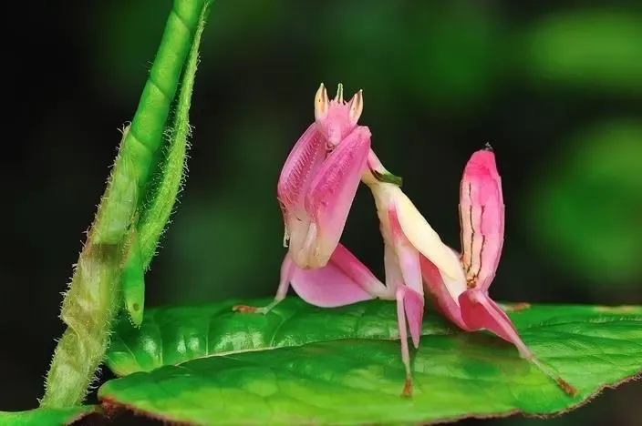 Orchid mantis