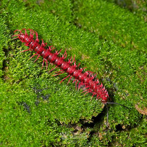 Shocking pink dragon millipede