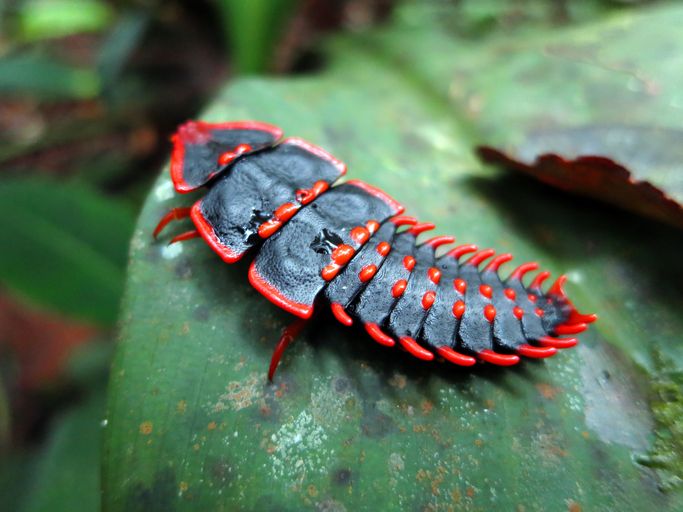 Trilobite beetle