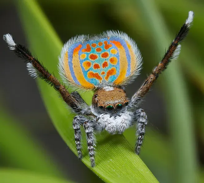 Peacock spider