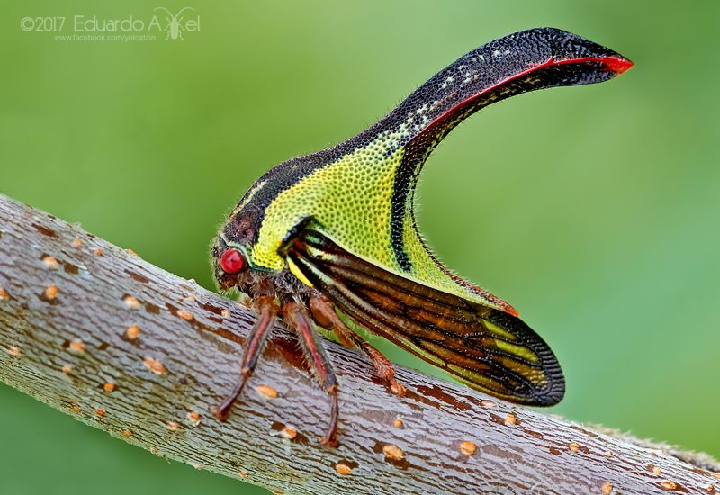 Thorn bug